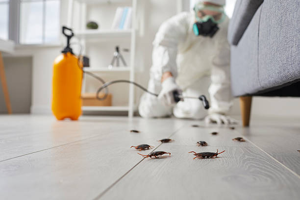 Post-Treatment Bed Bug Interceptor Monitoring in Kahaluu
